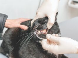 Why Use Dental Anesthesia?