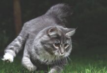 How Do Cats See at Night?