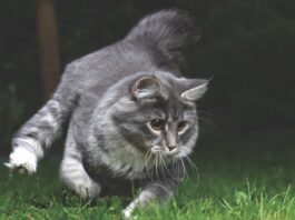 How Do Cats See at Night?