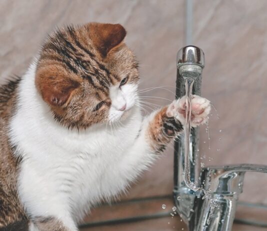 Your Cat’s Urinary Health