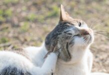Ear Problems in Cats