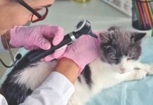 Recognizing Feline Deafness