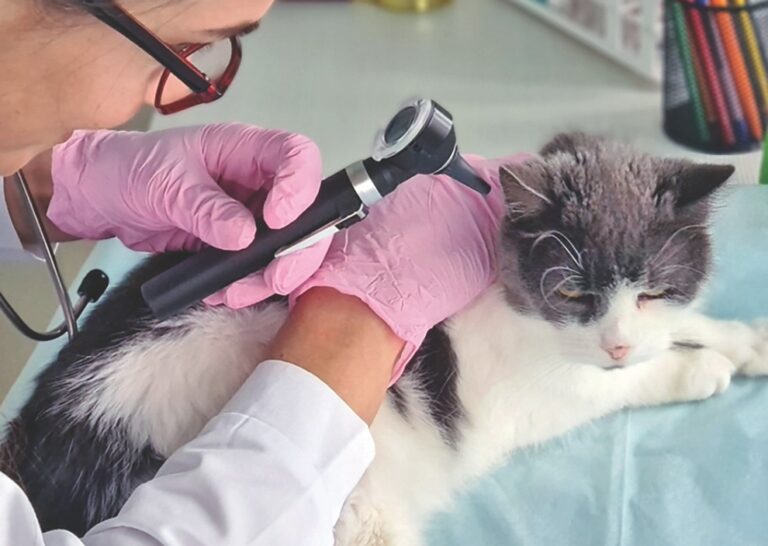 Recognizing Feline Deafness