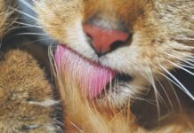 When Vomiting Is Abnormal