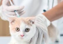 All Vaccinations in One Day