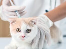 All Vaccinations in One Day