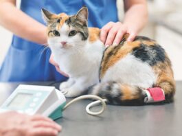 Camuti Consultation Service