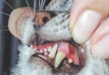 Suffering in Silence