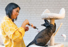 Three Steps to a Sleek Cat