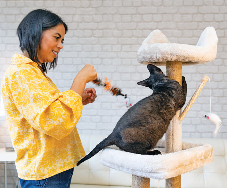 Three Steps to a Sleek Cat