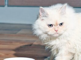 Disguising Dietary Proteins