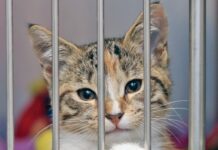 How to Adopt a Shelter Cat
