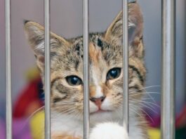How to Adopt a Shelter Cat