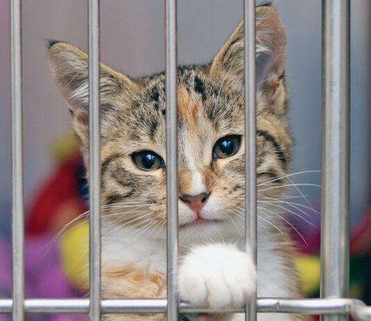 How to Adopt a Shelter Cat