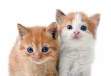 Non-Surgical Sterilization