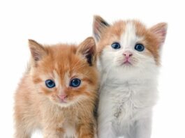 Non-Surgical Sterilization