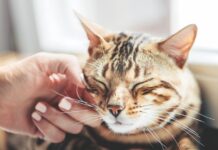 Researchers Say Pets Raise Quality of Life