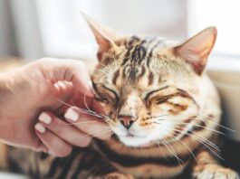 Researchers Say Pets Raise Quality of Life