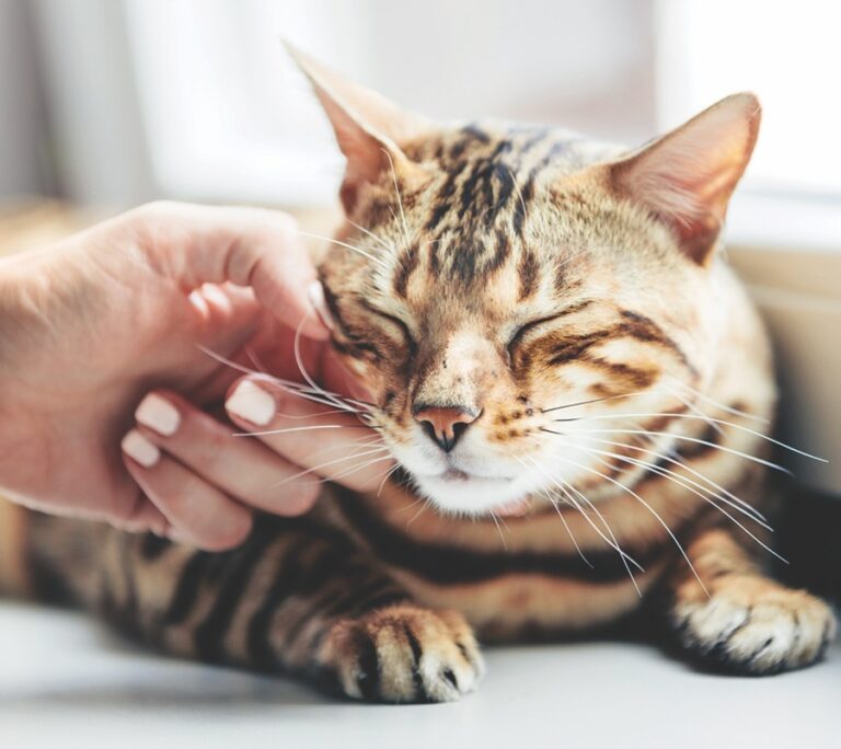 Researchers Say Pets Raise Quality of Life