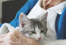 Cats Could Fill an Assistive Niche