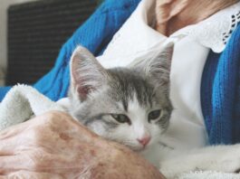 Cats Could Fill an Assistive Niche