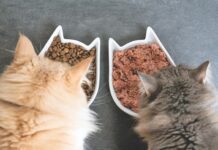 Separating Cats for Meals