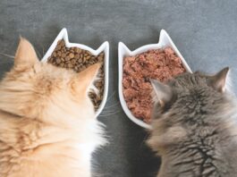 Separating Cats for Meals