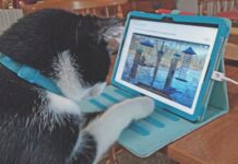Enthusiastic Cornell Webcam Bird-Watcher