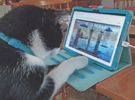 Enthusiastic Cornell Webcam Bird-Watcher
