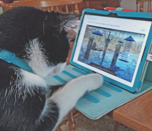 Enthusiastic Cornell Webcam Bird-Watcher