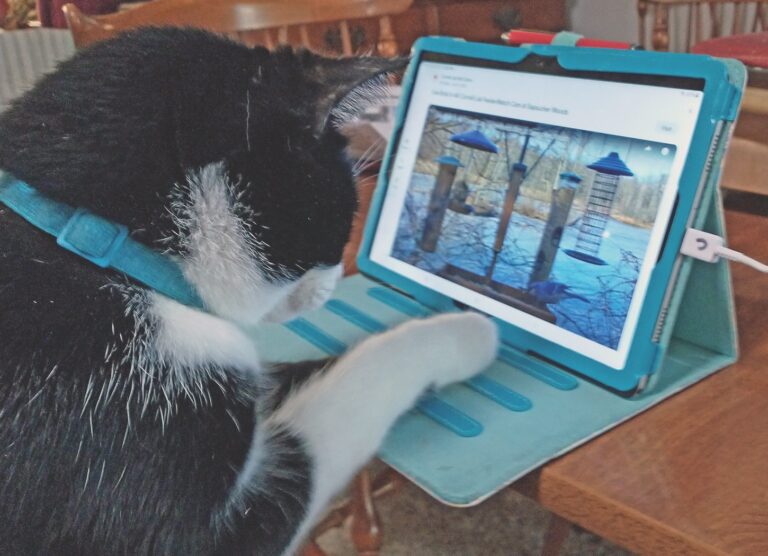 Enthusiastic Cornell Webcam Bird-Watcher