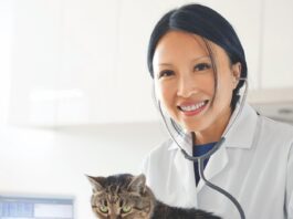 Your Aging Cat’s Health Care