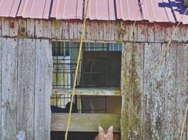 What To Do With a Feral Kitten
