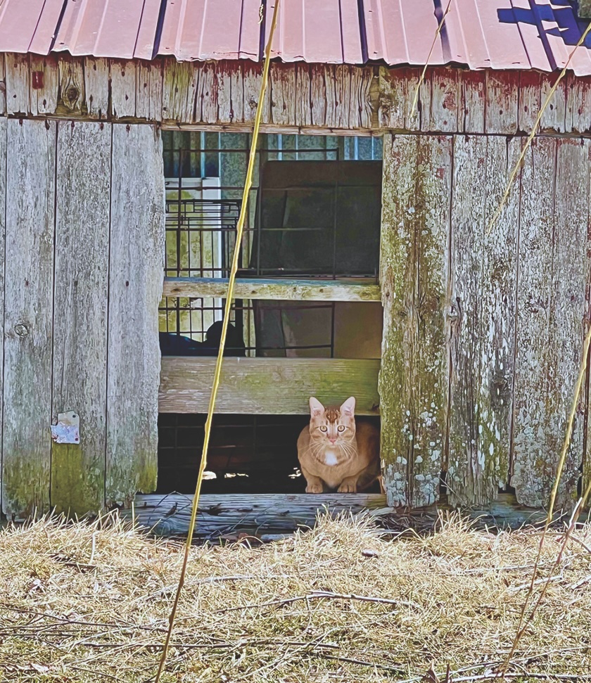 Farm Cat Life