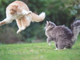 Don’t Overlook EPI in Cats
