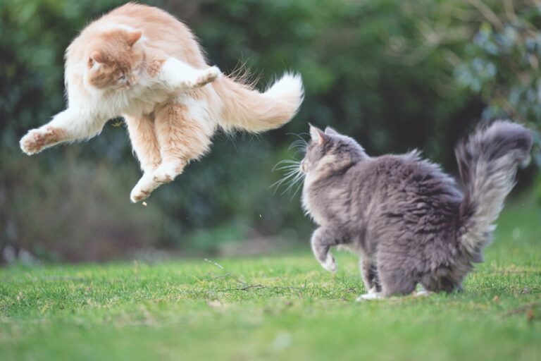 Don’t Overlook EPI in Cats