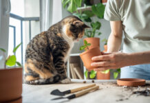 Can Cats and Plants Co-Exist? cat sniffing plant