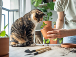 cat sniffing plant