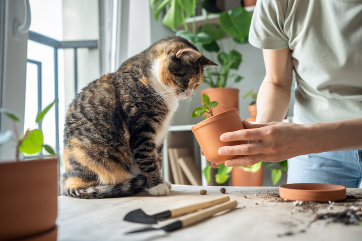 cat sniffing plant