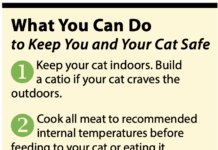 Toxoplasmosis in Cats