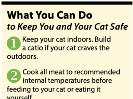 Toxoplasmosis in Cats