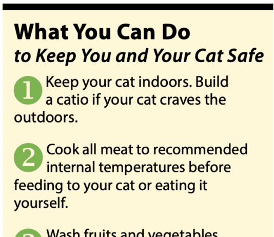 Toxoplasmosis in Cats