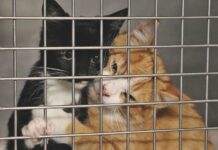 The Ins and Outs of Fostering