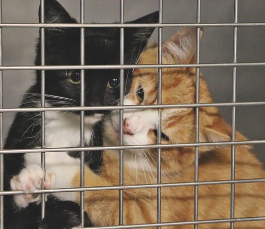 The Ins and Outs of Fostering