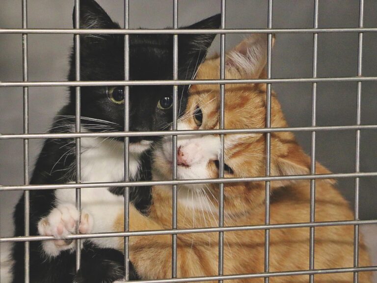 The Ins and Outs of Fostering