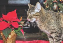 My Cat Ate Poison