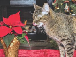 My Cat Ate Poison