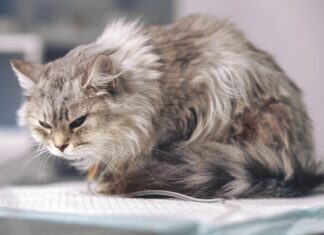 Subtle Signs of Pain