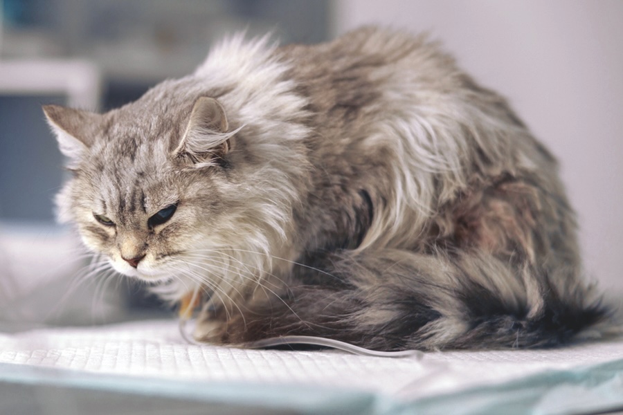 Grey cat on intravenous infusion suffers from pain on table