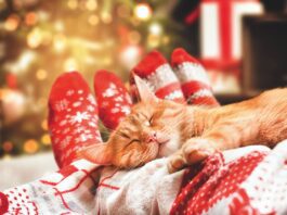 Avoid Holiday Escapes